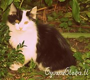 Nuotraukos pavadinimas