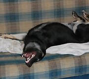 Nuotraukos pavadinimas