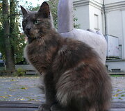 Nuotraukos pavadinimas