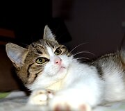Nuotraukos pavadinimas