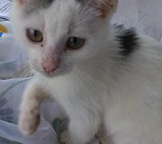 Petriukas