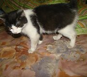 Nuotraukos pavadinimas