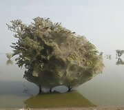 Pakistane medžiai apsigaubė kokonais