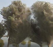 Pakistane medžiai apsigaubė kokonais