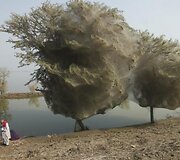 Pakistane medžiai apsigaubė kokonais