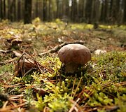 Kelionės į rudeninė Dzūkiją akimirka