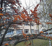 Alytaus Liki&scaron;kėlių progimnazija