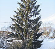Sibiro gatvė Vilniuje