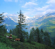 Alpės.