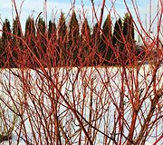 Sedula baltoji (Cornus alba) &lsquo;Sibirica&rsquo; ry&scaron;kiai raudonomis &scaron;akelėmis