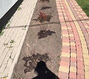 Kiemas po atnaujinimo