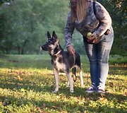 Rugilė augina Rytų Europos aviganius