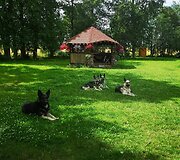 Rugilė augina Rytų Europos aviganius