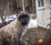 Dresuotojos Vilijos Caronkutės augintiniai