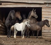 Arklių slėnyje įvykęs gaisras atėmė i&scaron; arklių namus 