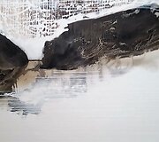 Menininkės Dalios Kirkutienės paveikslai