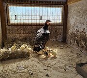 &Scaron;eimos svajonė &ndash; laikyti pauk&scaron;čius ir kitus gyvūnus