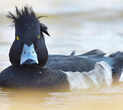 Kuoduotoji antis