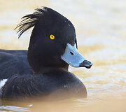 Kuoduotoji antis