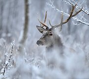 Taurusis elnias &ndash; Rimanto Nalivaikos svajonių kadras