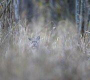 Lū&scaron;is &ndash; ilgai brandintas kadras