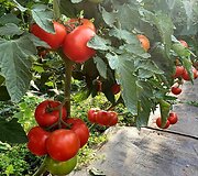 Salvinos Kievinienės pomidorų derlius