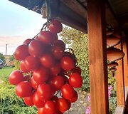 Salvinos Kievinienės pomidorų derlius