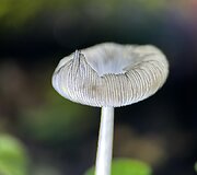 Grybai