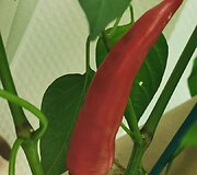 Paprikos