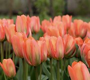'Disneyland Paris' &ndash; Fosteriana