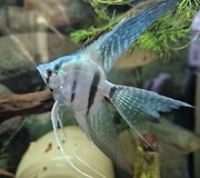 Vaidos akvariumai kirpykloje sulaukia daug dėmesio