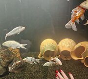 Vaidos akvariumai kirpykloje sulaukia daug dėmesio