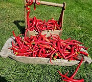 Salvinos Kievinienės augintos paprikos - Spiralus