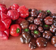 Salvinos Kievinienės augintos paprikos
