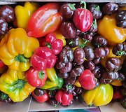 Salvinos Kievinienės augintos paprikos