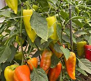 Salvinos Kievinienės augintos paprikos