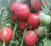 'Bull's heart from Macedonia' 