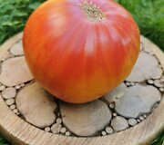 'Rhoades Heirloom' 