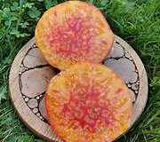 'Rhoades Heirloom' 