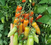 'Flashen tomate