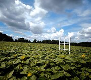 Saulėgrąžų laukas Skuodo rajone, Gėsalų kaime
