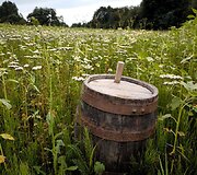 Saulėgrąžų laukas Skuodo rajone, Gėsalų kaime