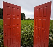 Saulėgrąžų laukas Skuodo rajone, Gėsalų kaime