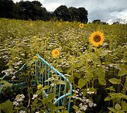 Saulėgrąžų laukas Skuodo rajone, Gėsalų kaime