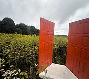 Saulėgrąžų laukas Skuodo rajone, Gėsalų kaime