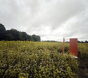 Saulėgrąžų laukas Skuodo rajone, Gėsalų kaime