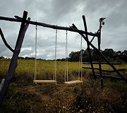 Saulėgrąžų laukas Skuodo rajone, Gėsalų kaime