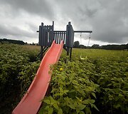Saulėgrąžų laukas Skuodo rajone, Gėsalų kaime