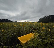 Saulėgrąžų laukas Skuodo rajone, Gėsalų kaime