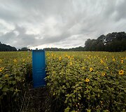 Saulėgrąžų laukas Skuodo rajone, Gėsalų kaime